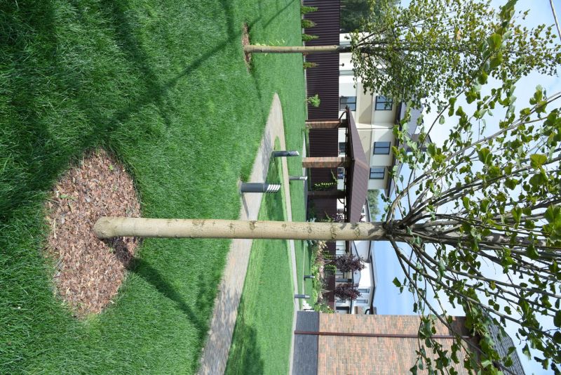 Mulched Forest Floor